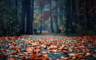 Autumn Photography Wallpaper Cool I505e002 Yoanu