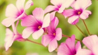 Flower Spring Wallpaper