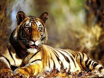 Tiger Desktop Pc And Mac Wallpaper