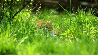 Grass Spring Cat Nature Mystery Wallpaper Background HD