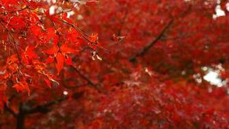 Wallpaper Leaves Red