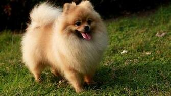 HD Photos Animals Wallpaper On