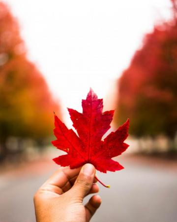 Maple Leaf Pictures HD Image