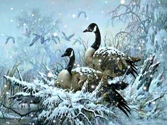 Time Snow Geese High Quality And Resolution Wallpaper