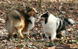 Sheltie Wallpaper