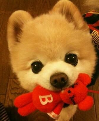 Super Cute Pomeranian