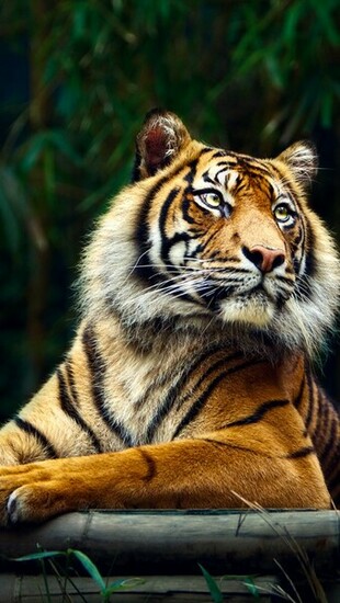 Siberian Tiger Wallpaper For iPhone Pic