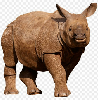 Animals Wild Rhino Panzer Thick Skin Zoo Png