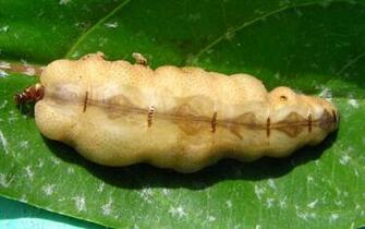Best Termite Wallpaper