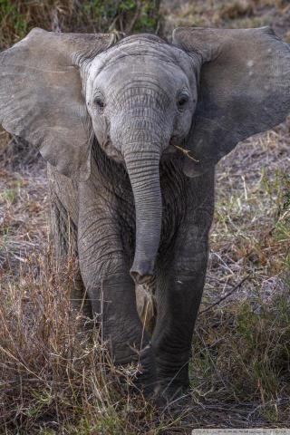 Baby African Elephant Ultra HD Desktop Background Wallpaper For 4k
