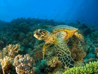 Cool Picture Sea Turtle Animals Other HD Desktop Wallpaper