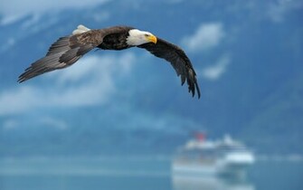 Image Hosting Birds Of Prey Wallpaper Chai3721post Jpg