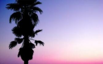 Venice Beach Wallpaper