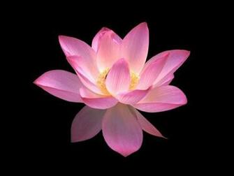 Crop Flower Screensaver Screensavers