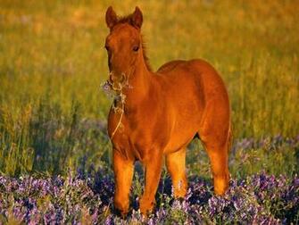 Quarter Horse Wallpaper HD