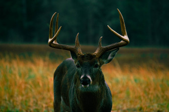 Deer Hunting Wallpaper