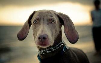 Weimaraner Wallpaper