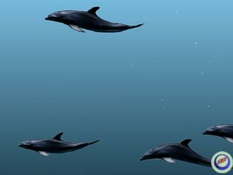3d Desktop Wallpaper Dolphins In HD