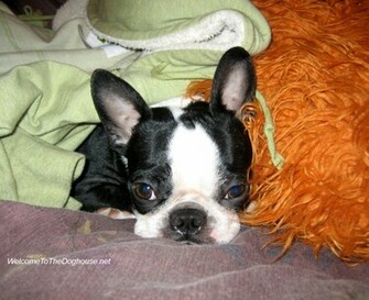 Wallpaper Boston Terrier