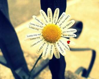 Daisy Love White Flowers Wallpaper Desktop