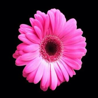 Hot Pink Gerber Daisy Wallpaper Creative Memes