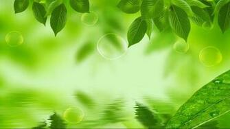 Leaf Wallpaper