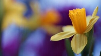 Daffodil Wallpaper