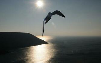 Dom Gull Wallpaper Photo And All