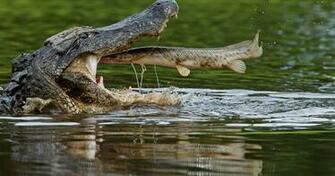 Alligator HD Wallpaper