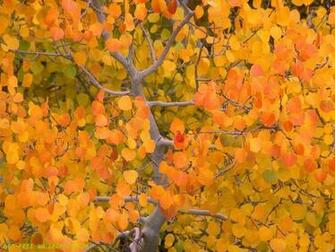 Aspen Tree Wallpaper