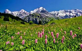 Mountain Meadow High Quality And Resolution Wallpaper
