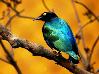 Animals Zoo Park Wallpaper