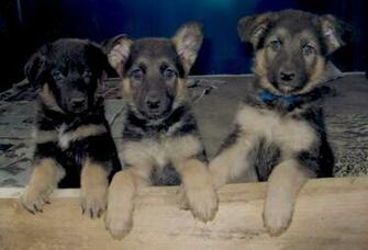 German Shepherd Puppies