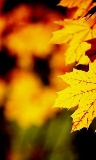 Elegant Windows Phone Autumn Wallpaper All About Natural Beauty