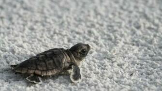 Snow Baby Turtles Sea Wallpaper