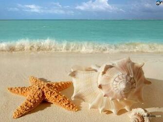 Seashells Wallpaper