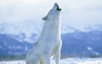 Arctic Wolf Wallpaper