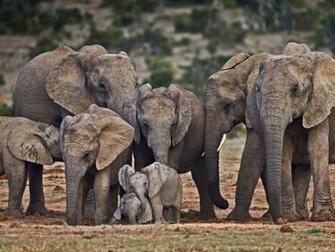 World Elephant Day Bing Wallpaper