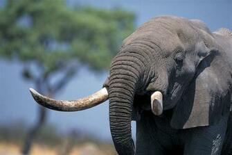 Elephant Desktop Wallpaper