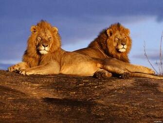 Wallpaper Africa Continent HD Background Desktop