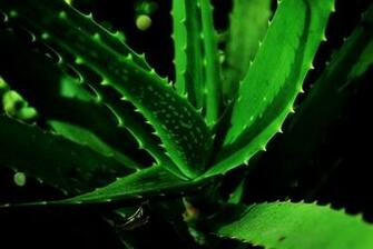 Indian Photography Aloe Vera Tree Wallpaper