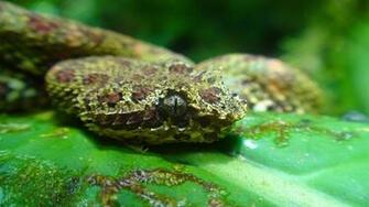 Costa Rican Eyelash Viper National Geographic Photo Contest
