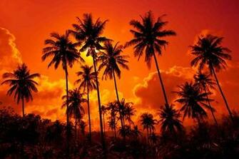 Tropical Fire