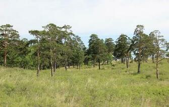 Wallpaper Pine Forest Shchuchinsk Nature