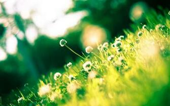Clover Wallpaper