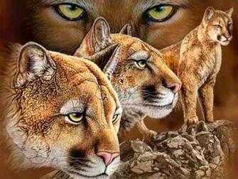 Wild Cats