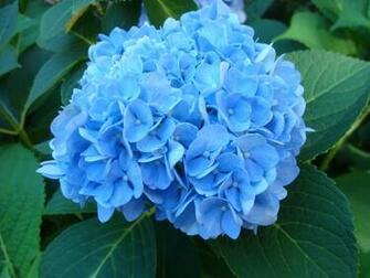Blue Hydrangea Graphics Code Comments Pictures