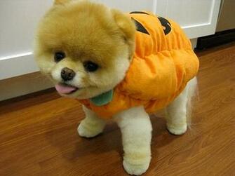 Labels Boo Cutest Dog In The World Wallpaper