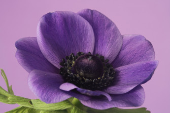 Petal Flower Nature Anemone HD Wallpaper