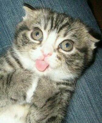 Derpy Cat P Aww